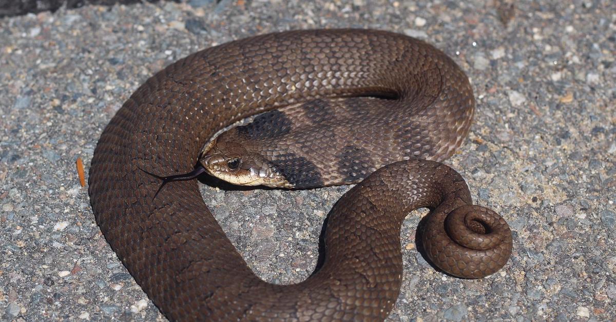 Photogenic Eastern Hognose Snake, scientifically referred to as Heterodon platirhinos.