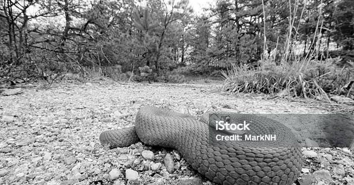 Vivid image of the Eastern Hognose Snake, or Ular Hognose Timur in Indonesian context.