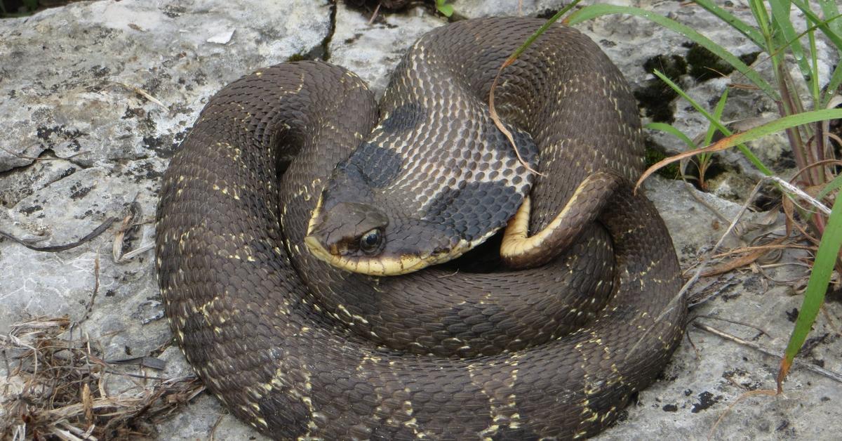 Charming view of the Eastern Hognose Snake, in Indonesia referred to as Ular Hognose Timur.