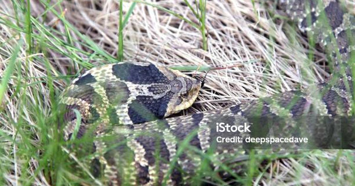 Graceful Eastern Hognose Snake, a creature with the scientific name Heterodon platirhinos.