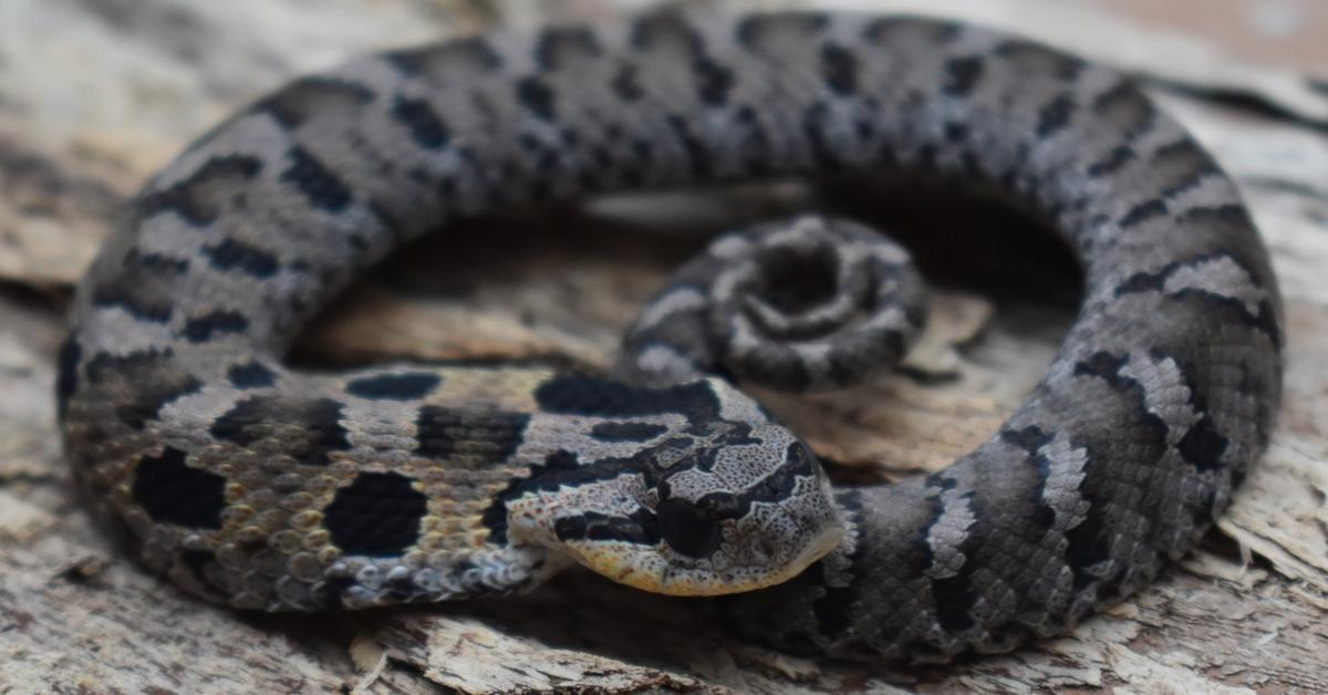 Exquisite image of Eastern Hognose Snake, in Indonesia known as Ular Hognose Timur.