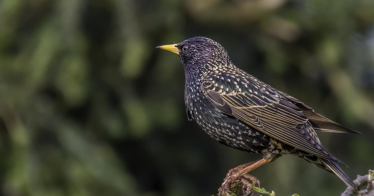 Elegant portrayal of the European Starling, also known as Sturnus vulgaris.