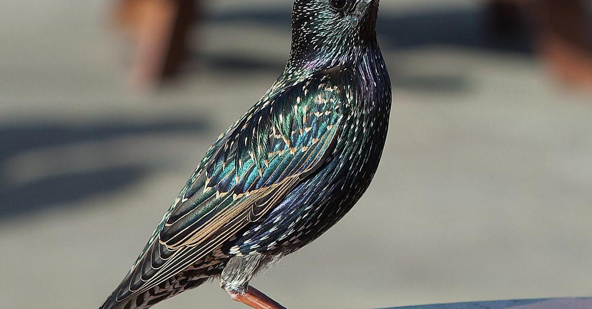 Captivating shot of the European Starling, or Burung Layang-Layang Eropa in Bahasa Indonesia.