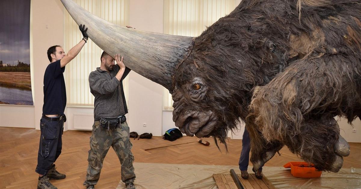 The Elasmotherium in its natural beauty, locally called Elasmotherium.