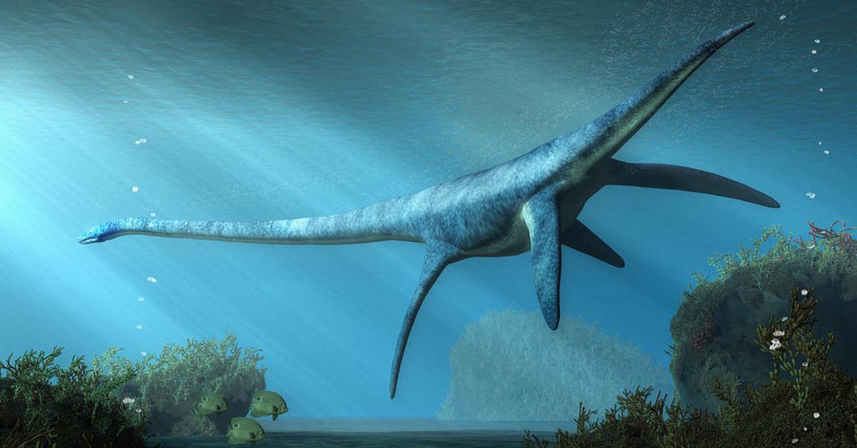 Charming view of the Elasmosaurus, in Indonesia referred to as Elasmosaurus.