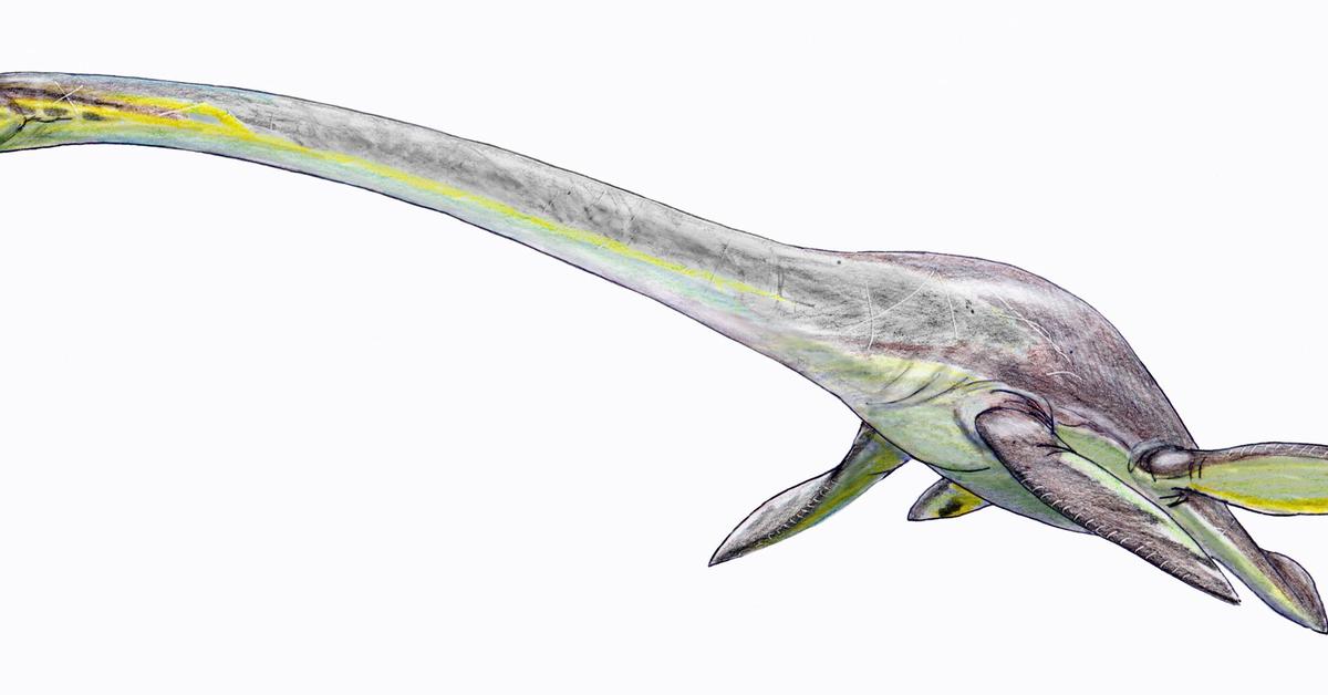 Graceful Elasmosaurus, a creature with the scientific name †Elasmosaurus platyurus.