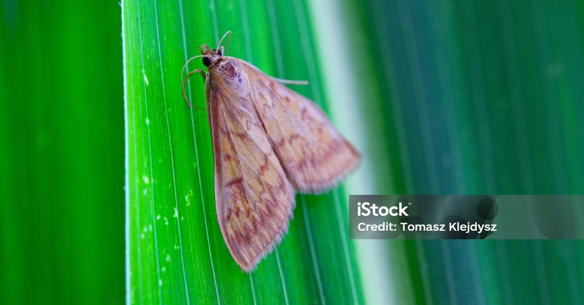 Vivid image of the European Corn Borer, or Penggerek Jagung Eropa in Indonesian context.