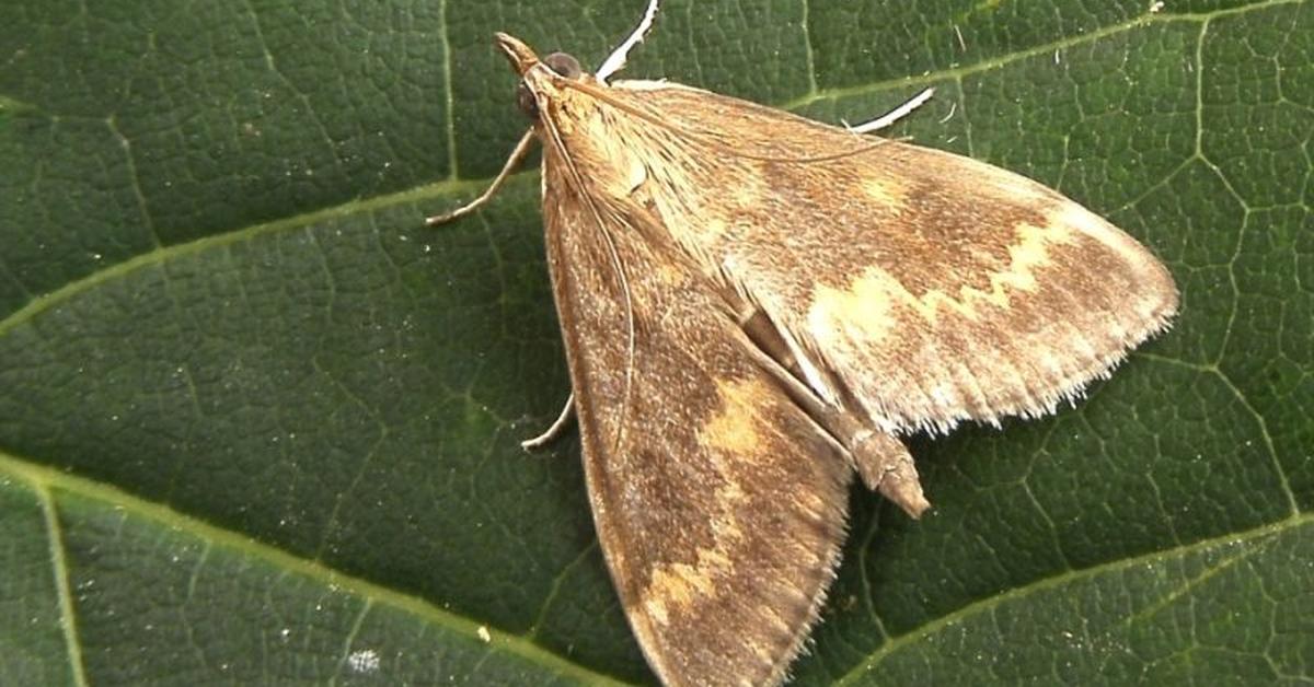 The European Corn Borer, an example of Ostrinia Nubilalis, in its natural environment.