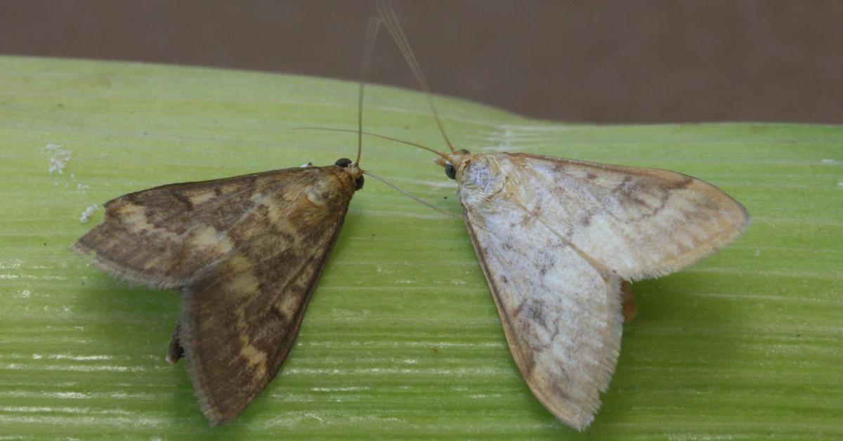 Captivating shot of the European Corn Borer, or Penggerek Jagung Eropa in Bahasa Indonesia.