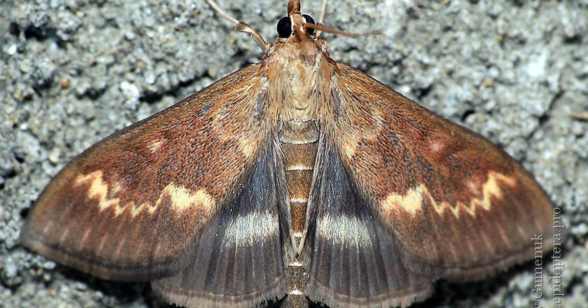 Enchanting European Corn Borer, a species scientifically known as Ostrinia Nubilalis.