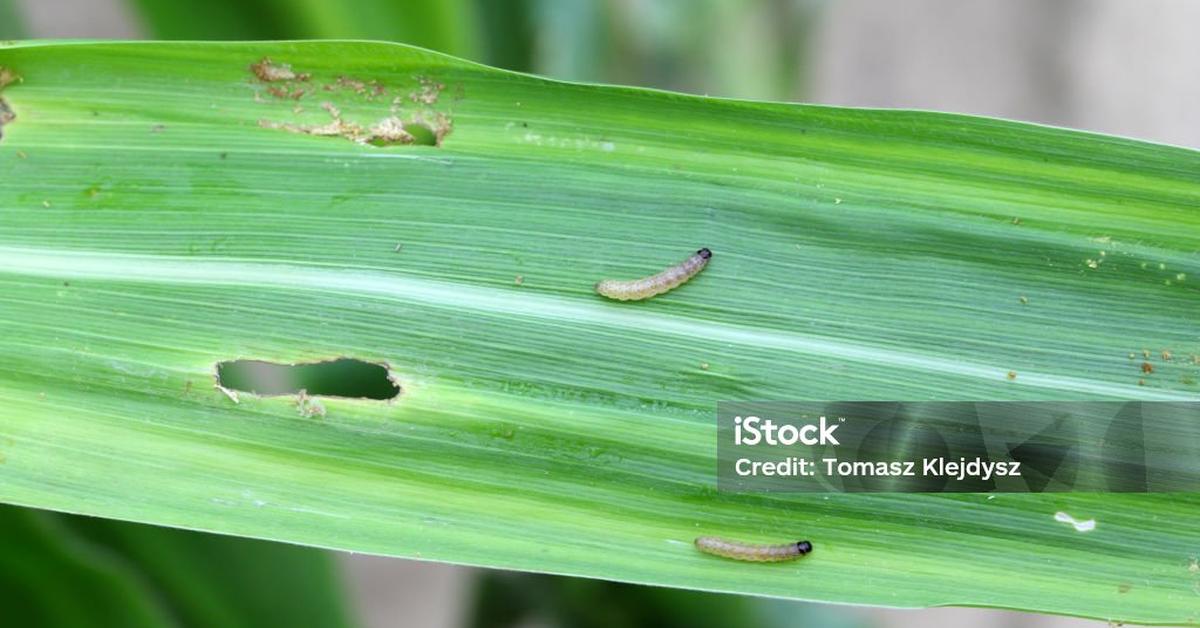 Engaging shot of the European Corn Borer, recognized in Indonesia as Penggerek Jagung Eropa.