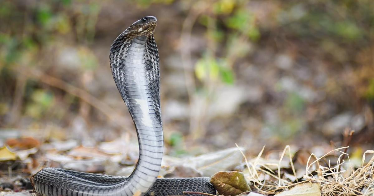 The Equatorial Spitting Cobra, a beautiful species also known as Ular Kobra Semprot Ekuator in Bahasa Indonesia.