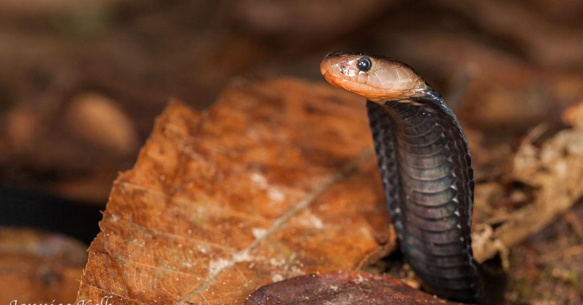 The Equatorial Spitting Cobra, a beautiful species also known as Ular Kobra Semprot Ekuator in Bahasa Indonesia.