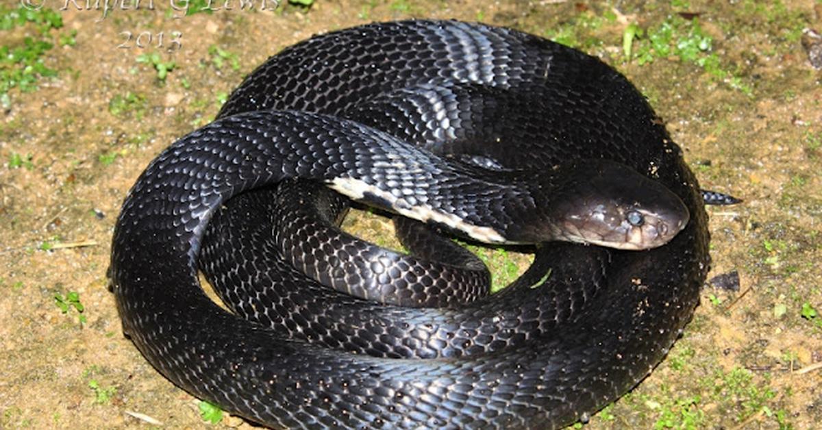 Detailed shot of the Equatorial Spitting Cobra, or Naja sumatrana, in its natural setting.