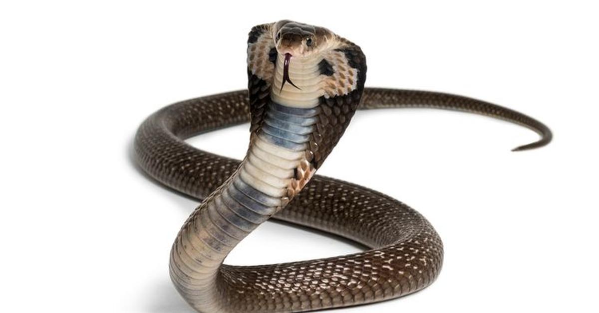 Snapshot of the intriguing Equatorial Spitting Cobra, scientifically named Naja sumatrana.