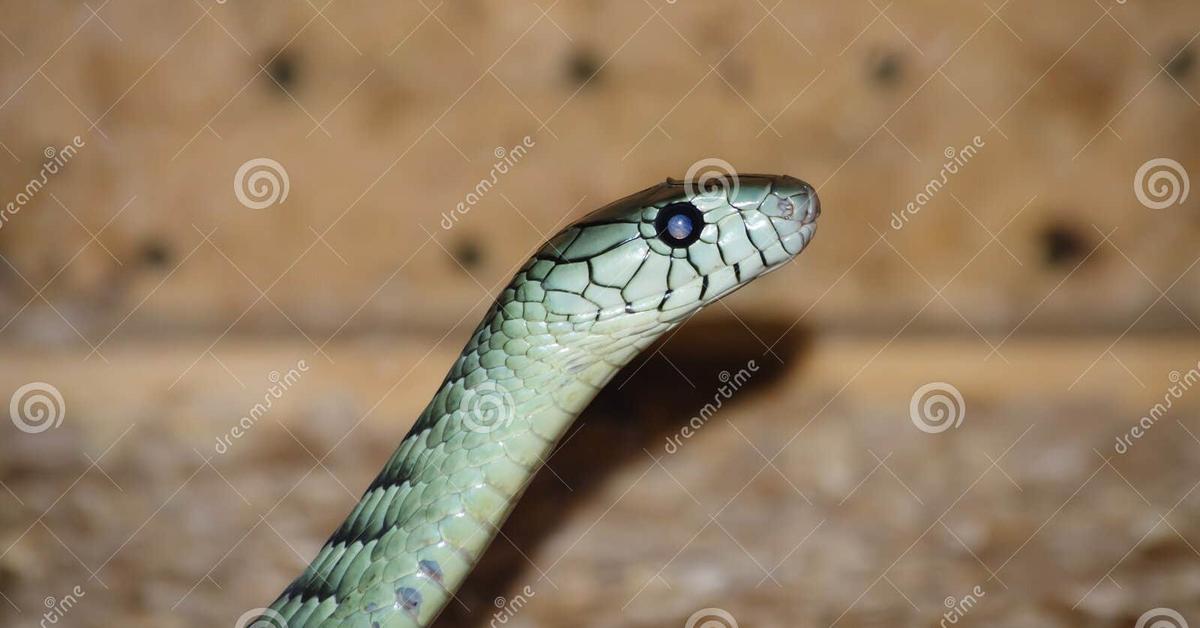 Iconic view of the Eastern Green Mamba, or Dendroaspis angusticeps, in its habitat.