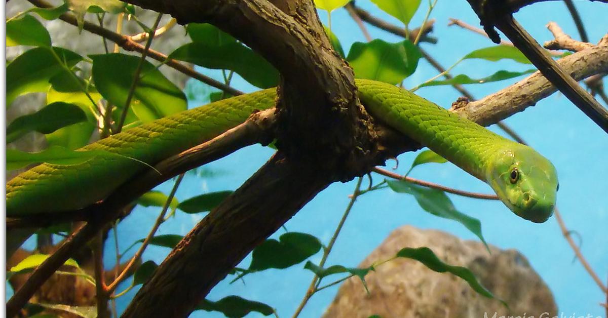 The fascinating Eastern Green Mamba, scientifically known as Dendroaspis angusticeps.