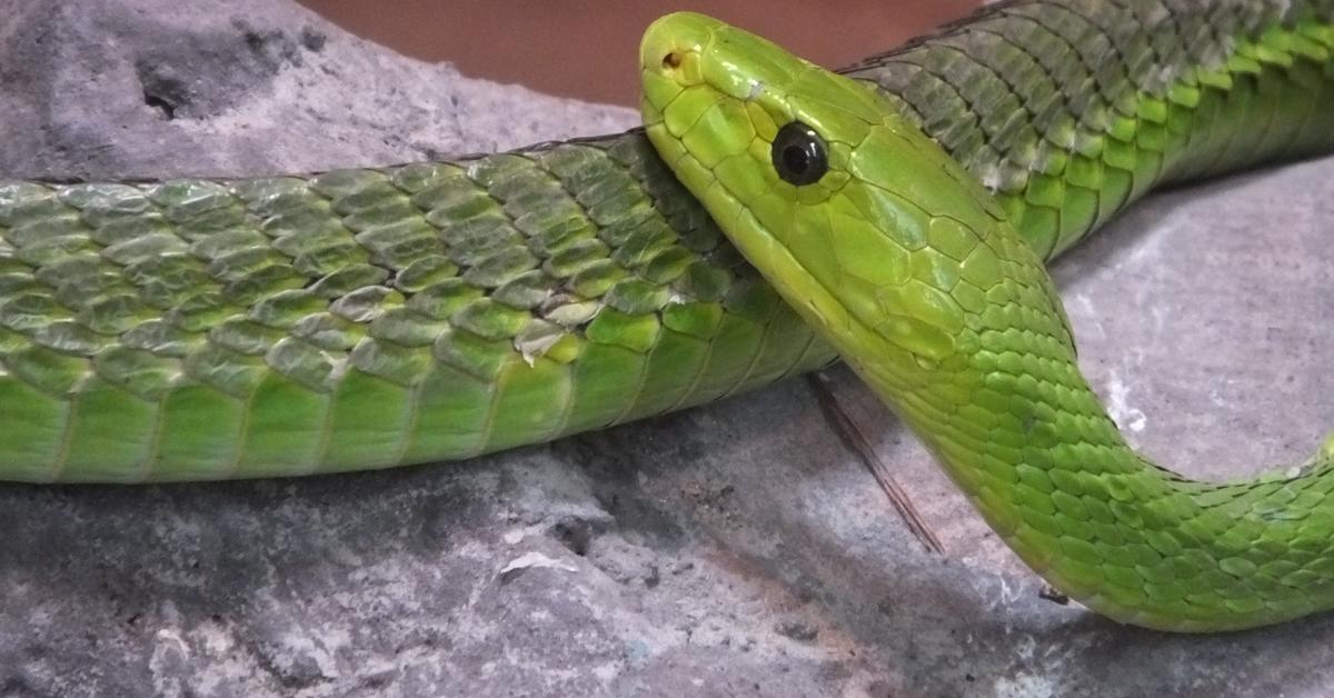 Stunning depiction of Eastern Green Mamba, also referred to as Dendroaspis angusticeps.