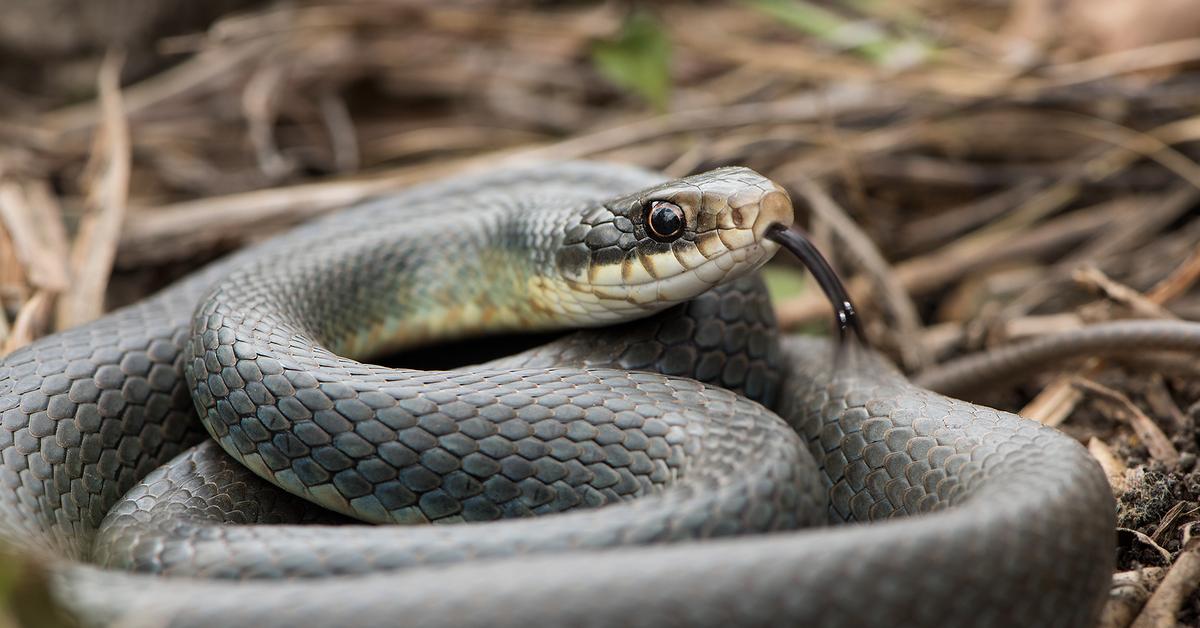 Photograph of the unique Eastern Racer, known scientifically as Coluber constrictor.