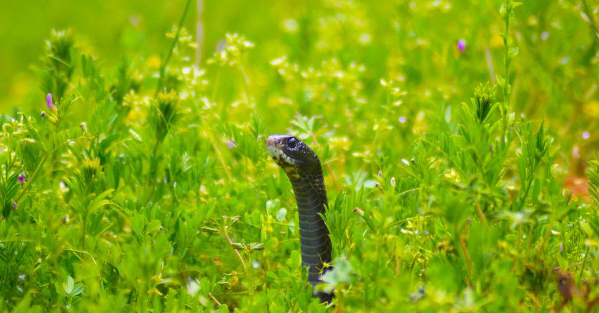 Close-up view of the Eastern Racer, known as Ular Timur in Indonesian.