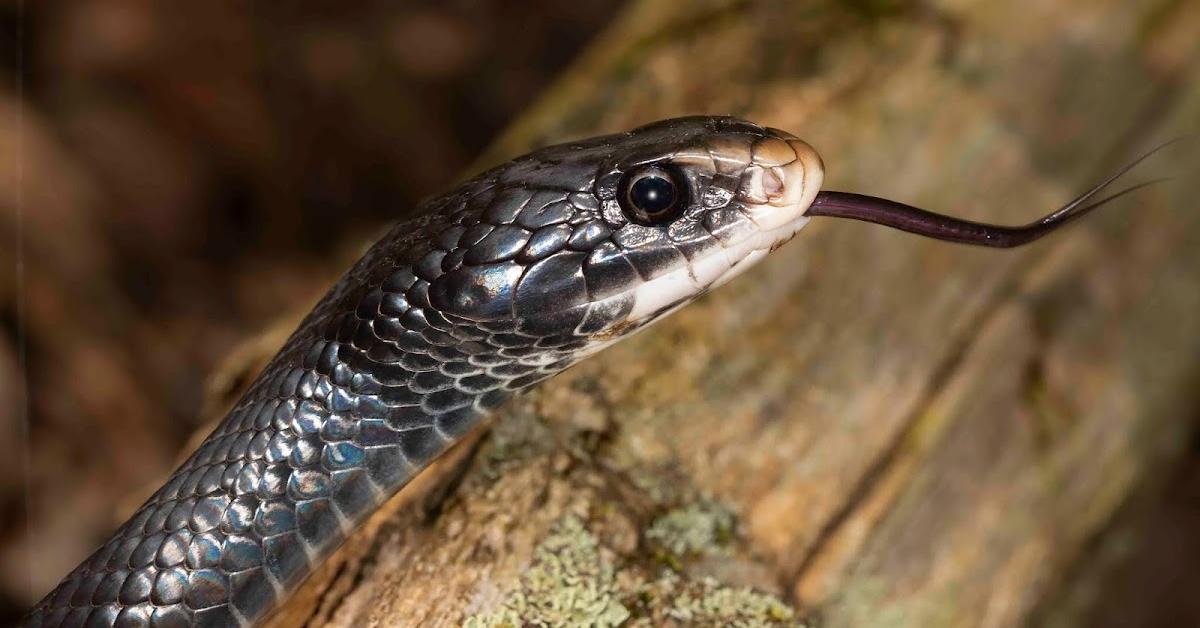 Captured elegance of the Eastern Racer, known in Indonesia as Ular Timur.