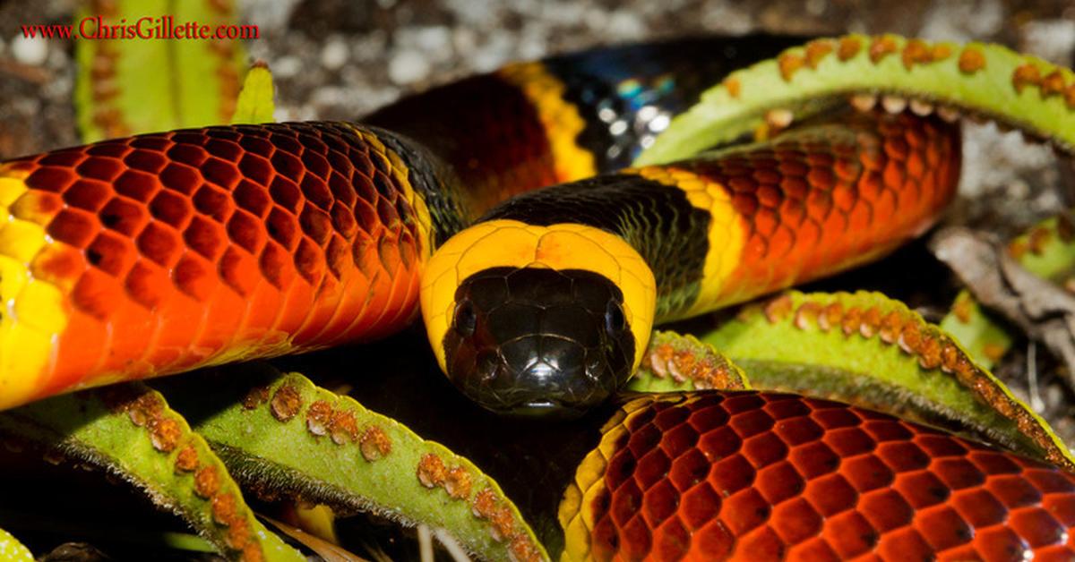 Close encounter with the Eastern Coral Snake, scientifically called Micrurus fulvius.