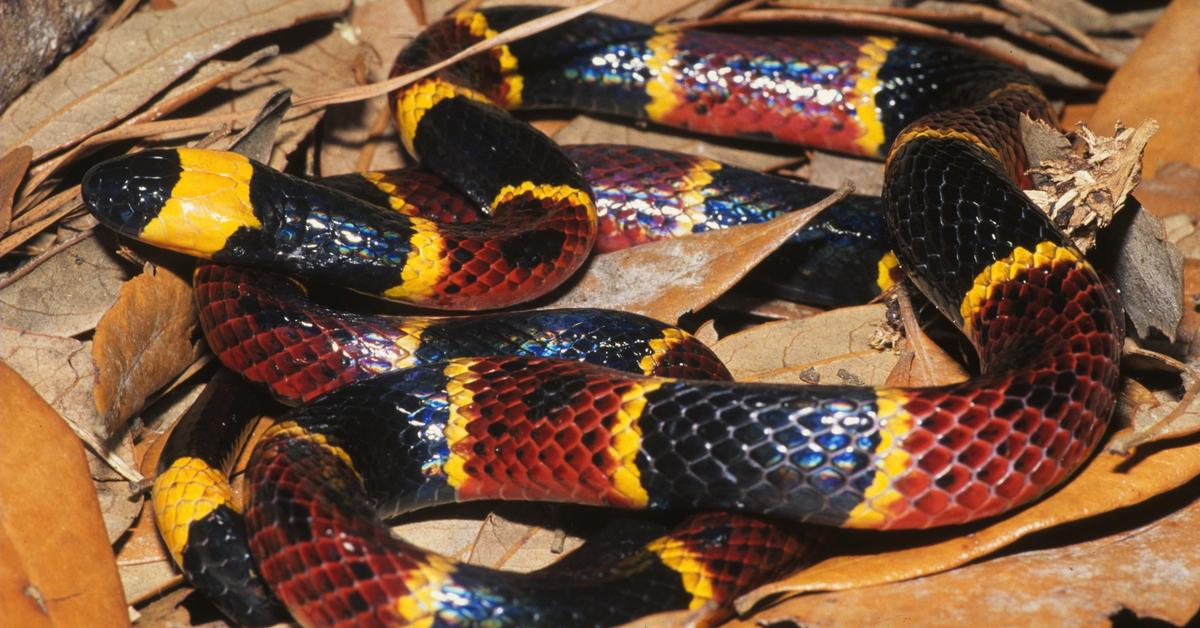 Captured beauty of the Eastern Coral Snake, or Micrurus fulvius in the scientific world.