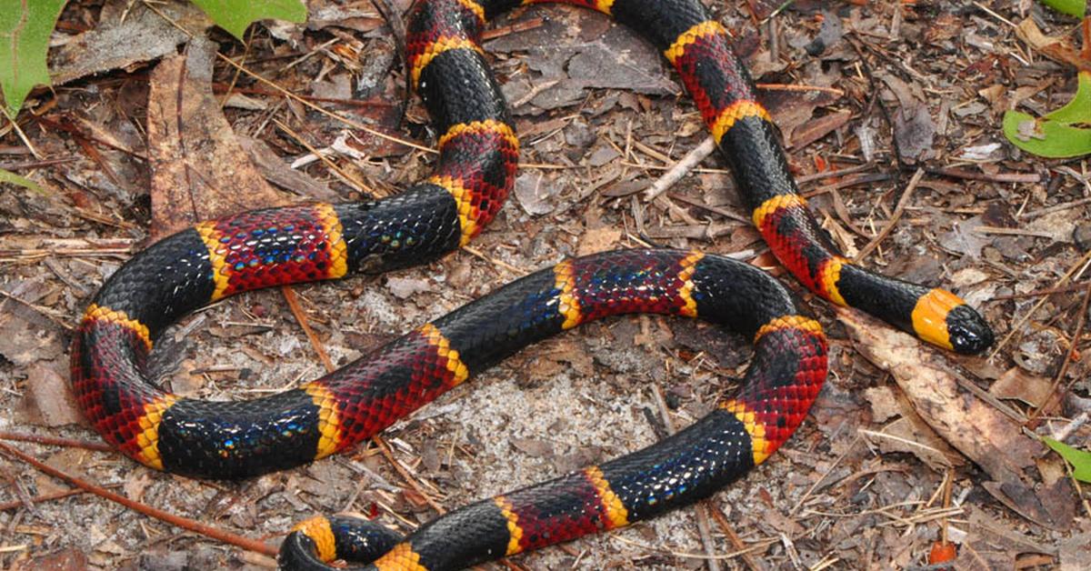 Stunning depiction of Eastern Coral Snake, also referred to as Micrurus fulvius.