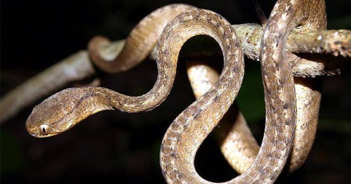 Captivating shot of the Eastern Coral Snake, or Ular Siput Timur in Bahasa Indonesia.