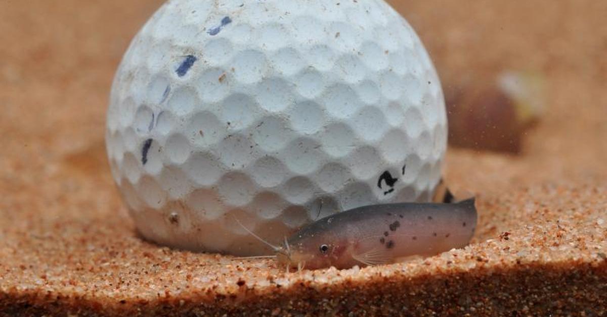 The Electric Catfish, a beautiful species also known as Lele Listrik in Bahasa Indonesia.