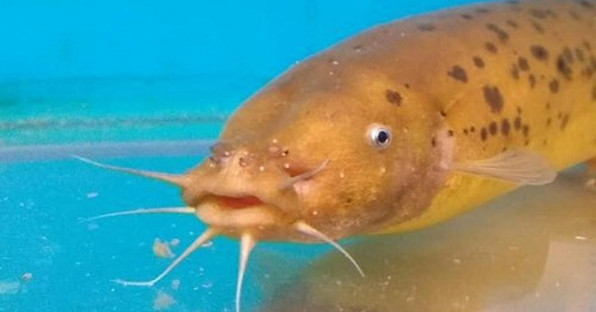 Graceful Electric Catfish, a creature with the scientific name Malapteruridae.