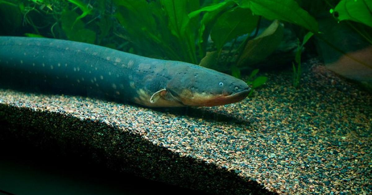 A look at the Electric Catfish, also recognized as Lele Listrik in Indonesian culture.