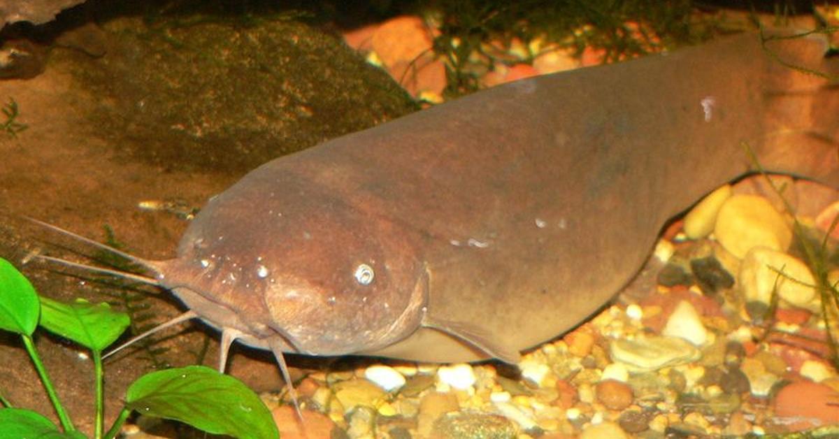 A beautiful representation of the Electric Catfish, scientifically Malapteruridae.