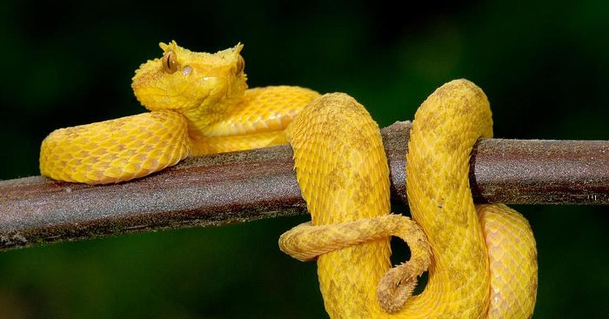 The remarkable Eyelash Viper (Bothriechis schlegelii), a sight to behold.