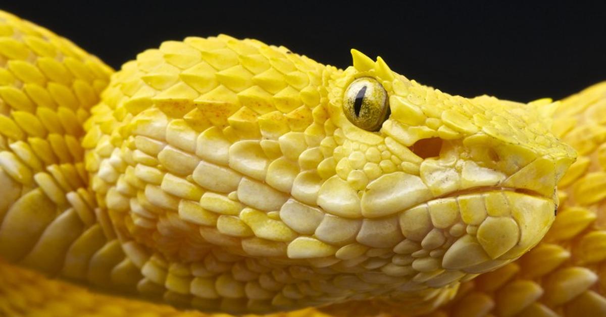 Engaging shot of the Eyelash Viper, recognized in Indonesia as Ular Kutilang Bulu Mata.