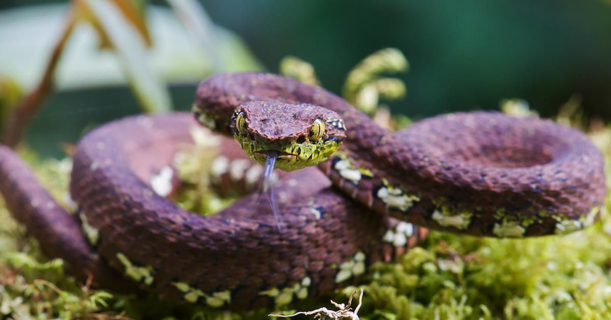 The Eyelash Viper, a beautiful species also known as Ular Kutilang Bulu Mata in Bahasa Indonesia.