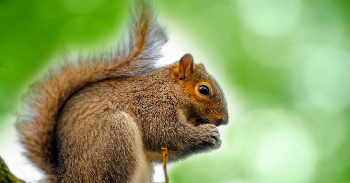 Vivid image of the Eastern Gray Squirrel, or Tupai Abu Timur in Indonesian context.