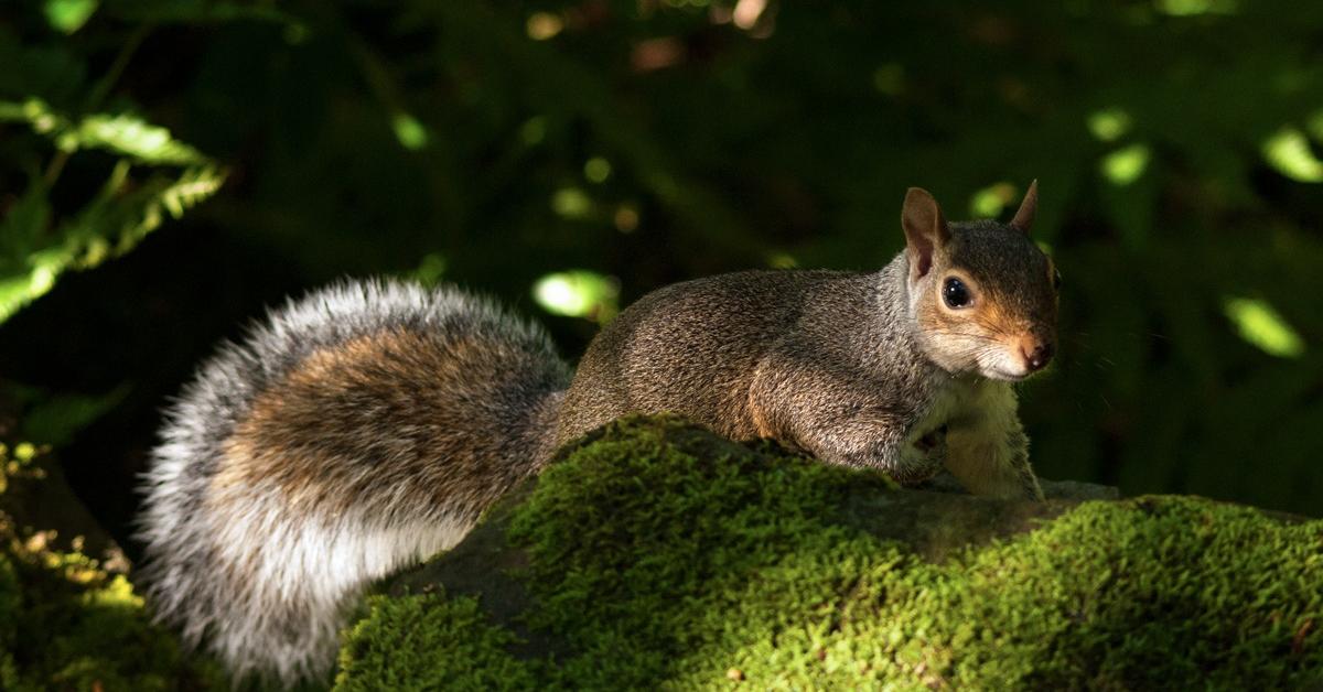 Insightful look at the Eastern Gray Squirrel, known to Indonesians as Tupai Abu Timur.