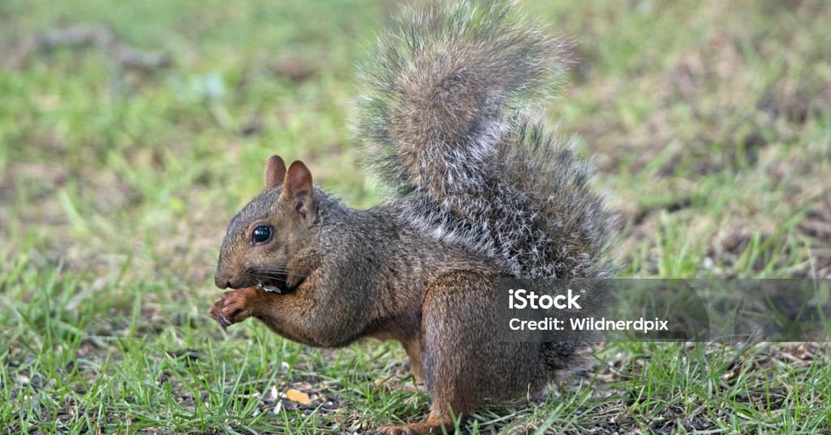 Enchanting Eastern Gray Squirrel, a species scientifically known as Sciurus carolinensis.