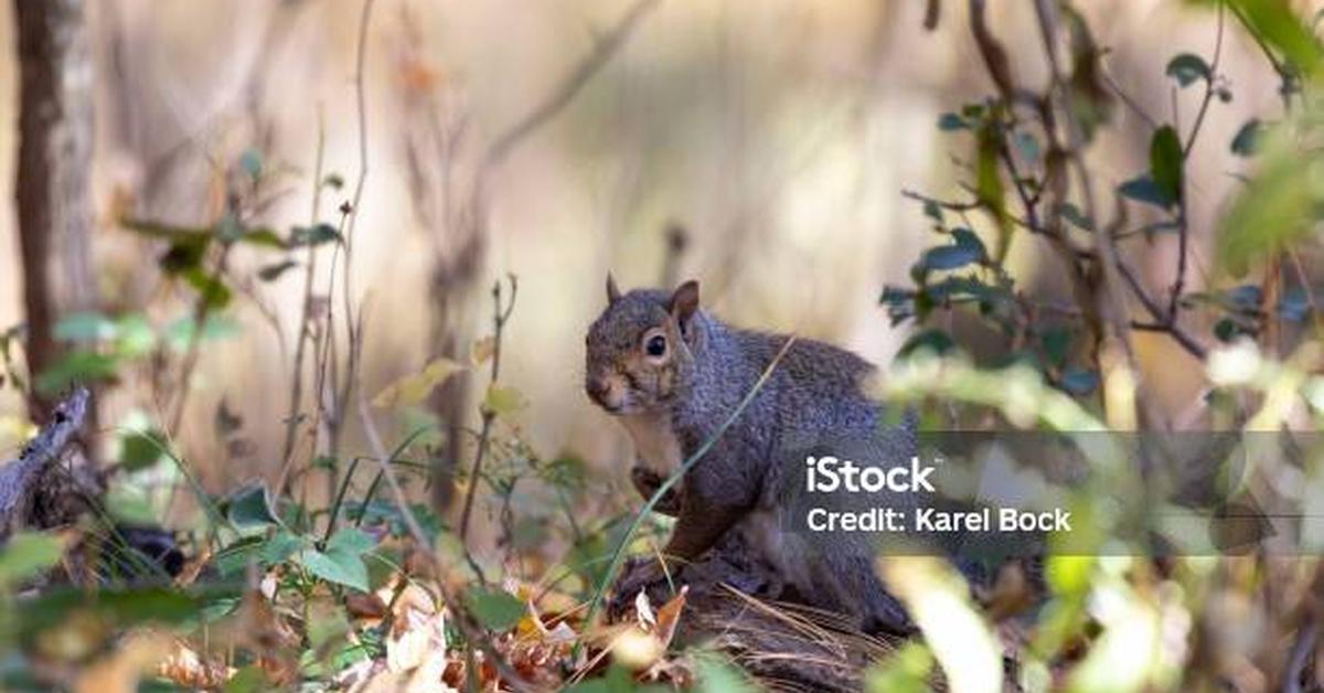 Captured moment of the Eastern Gray Squirrel, in Indonesia known as Tupai Abu Timur.