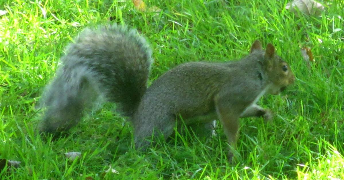 Close-up view of the Eastern Gray Squirrel, known as Tupai Abu Timur in Indonesian.