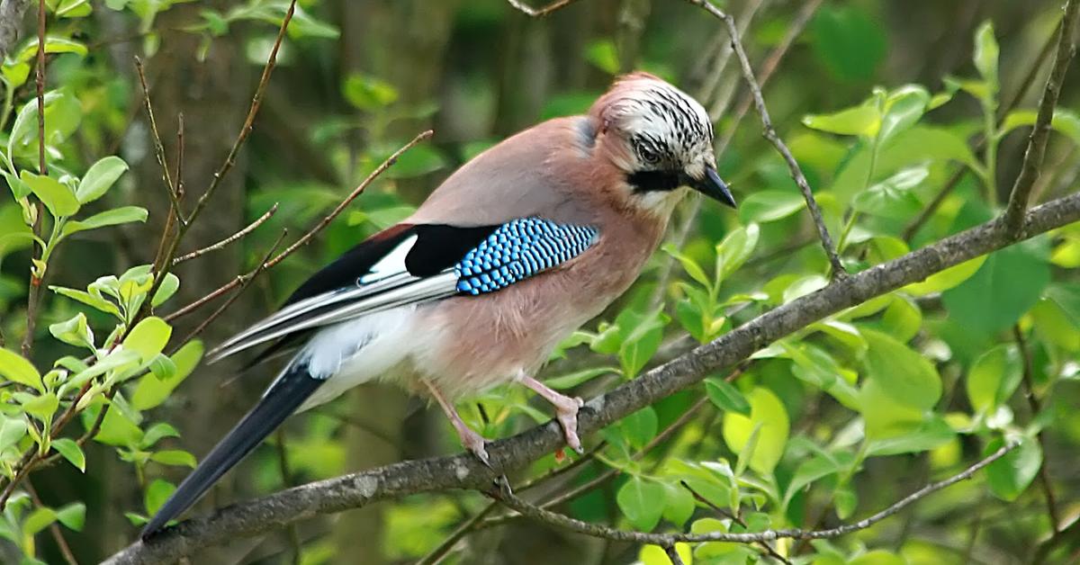 Picture of Eurasian Jay, known in Indonesia as Burung Jay Eurasia.