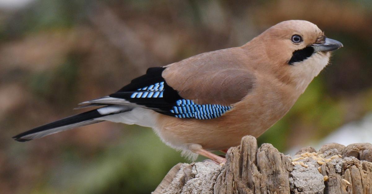 The fascinating Eurasian Jay, scientifically known as Garrulus glandarius.