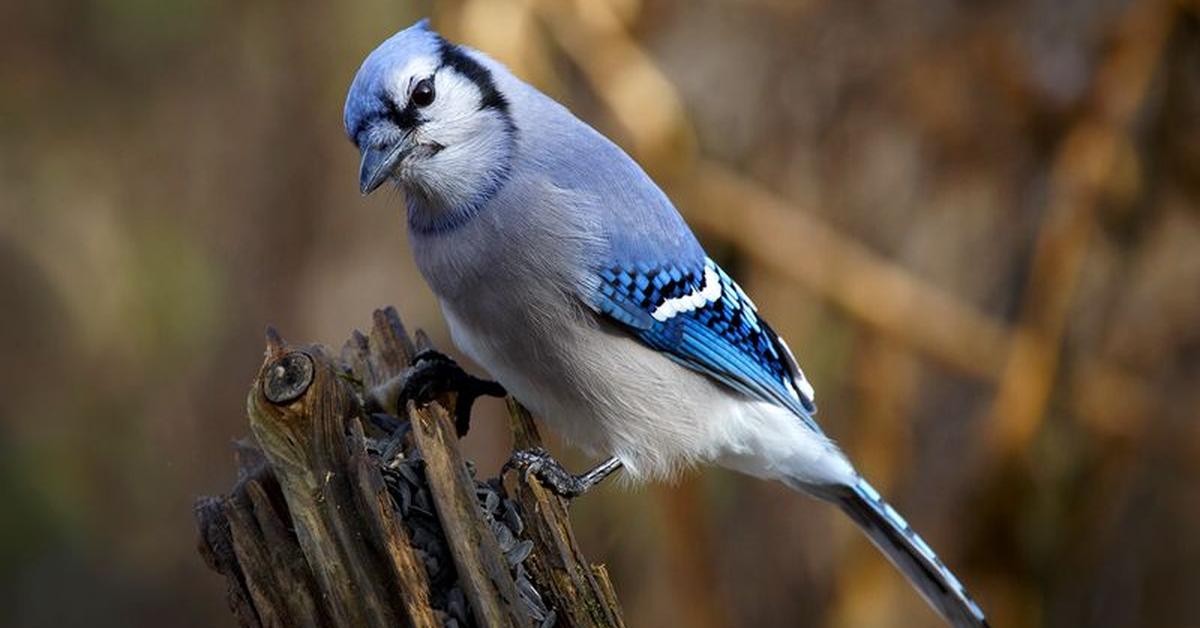 Visual of Eurasian Jay, or Burung Jay Eurasia in Indonesian, showcasing its beauty.