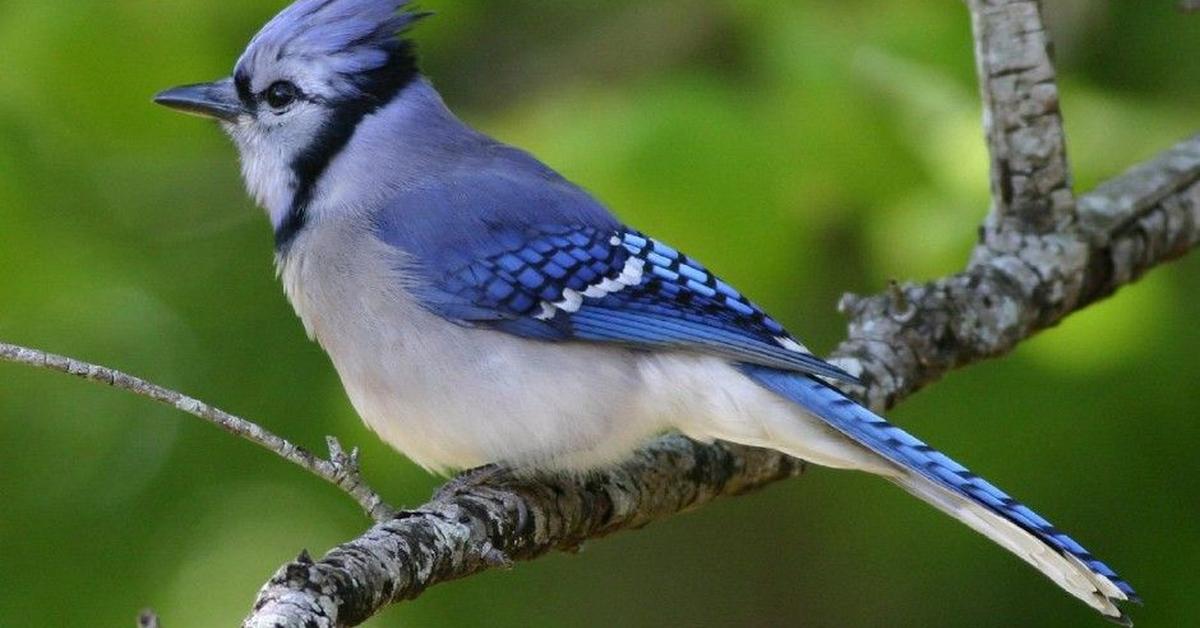 Captivating shot of the Eurasian Jay, or Burung Jay Eurasia in Bahasa Indonesia.