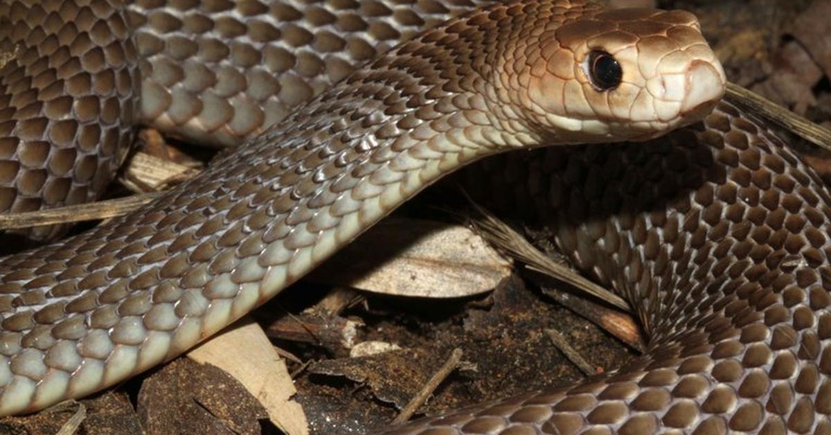 Charming view of the Eastern Brown Snake, in Indonesia referred to as Ular Coklat Timur.