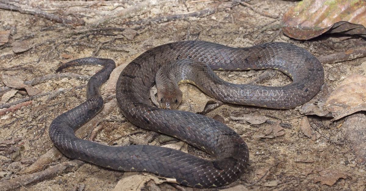 Visual representation of the Eastern Brown Snake, recognized in Indonesia as Ular Coklat Timur.