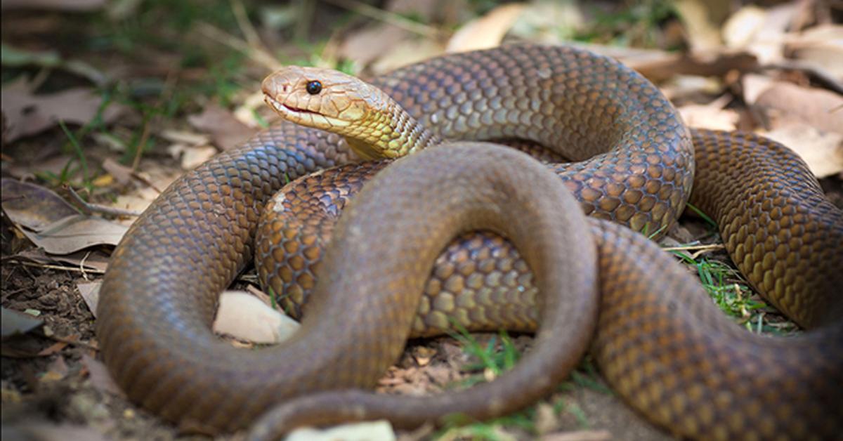 Close encounter with the Eastern Brown Snake, scientifically called Pseudonaja textilis.