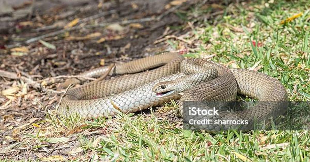 Graceful Eastern Brown Snake, a creature with the scientific name Pseudonaja textilis.