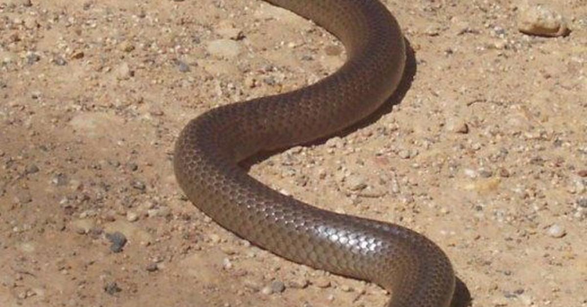 Captivating shot of the Eastern Brown Snake, or Ular Coklat Timur in Bahasa Indonesia.